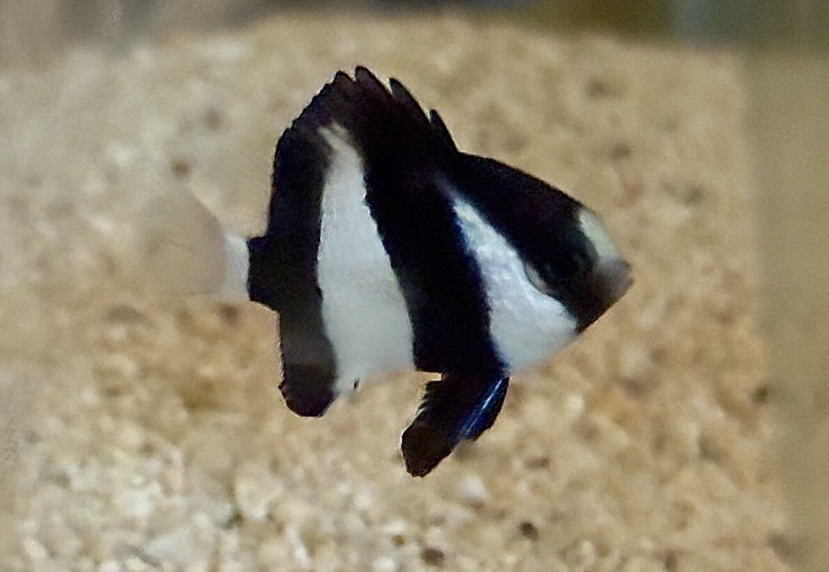 【沖縄もとぶ産】海水魚 ミスジリュウキュウスズメダイ(餌付け済み)3〜6cm前後_画像1