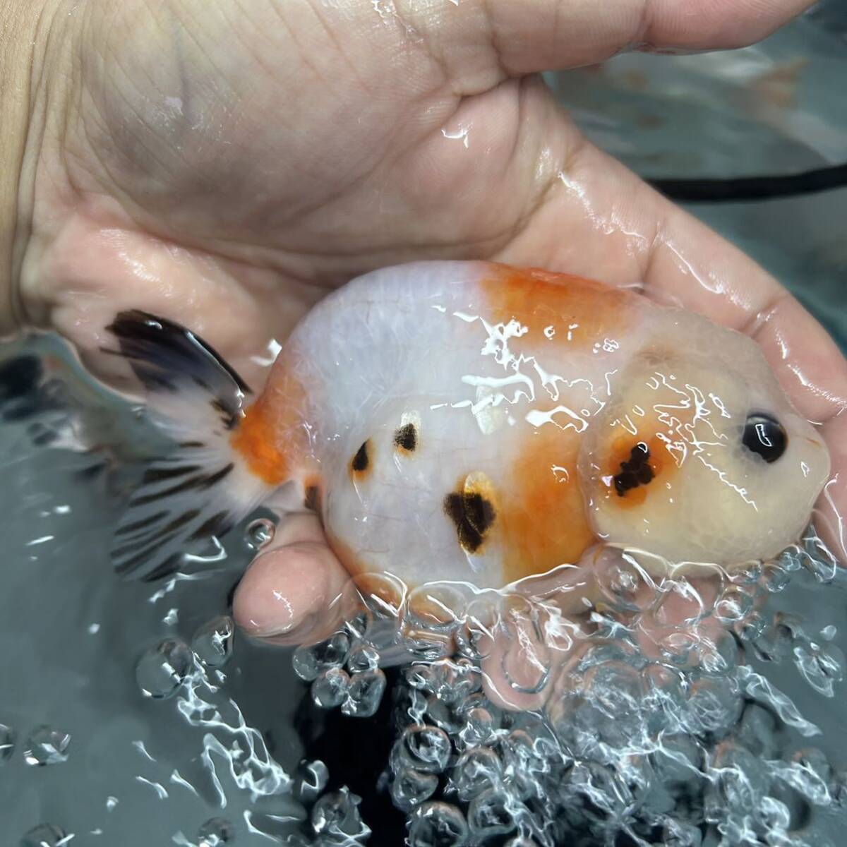 同梱可 シルク江戸錦 らんちゅう 11cmメス 金魚、の画像2