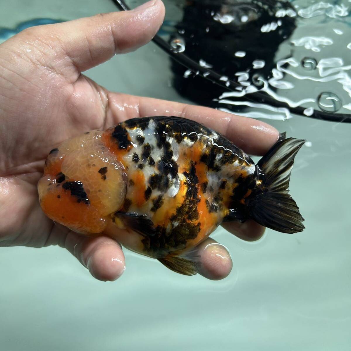 【11日発送限定】極上 輸入 江戸錦 約12cm オス 金魚、らんちゅうの画像1
