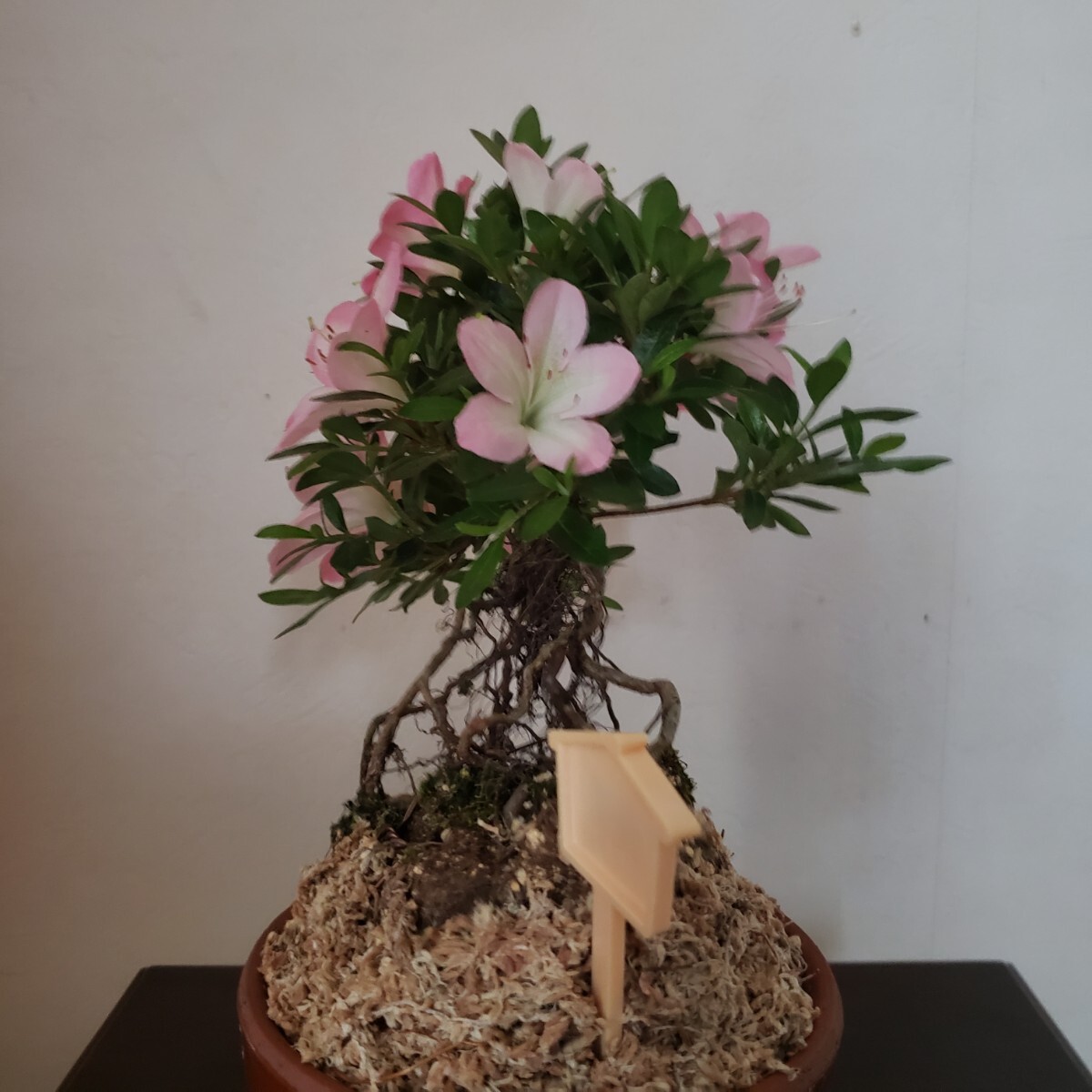  『四季の夢』桜姫（根上り） 樹高12㎝ 樹幅20㎝ 皐月盆栽の画像4