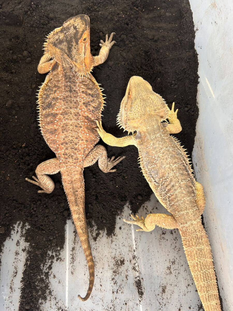 フトアゴヒゲトカゲ 有精卵 卵 1個 フトアゴ トカゲ 食用 ヤモリ イモリ 爬虫類 両生類 トカゲ の画像2