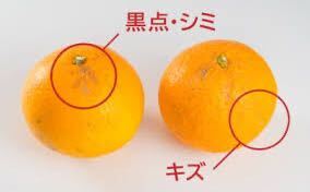 残り僅か！ 和歌山 清見オレンジ 10kg 訳あり 送料無料の画像2