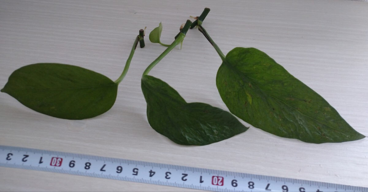  pothos .. leaf cut departure root seedling 3ps.@ decorative plant reality goods. interior green .