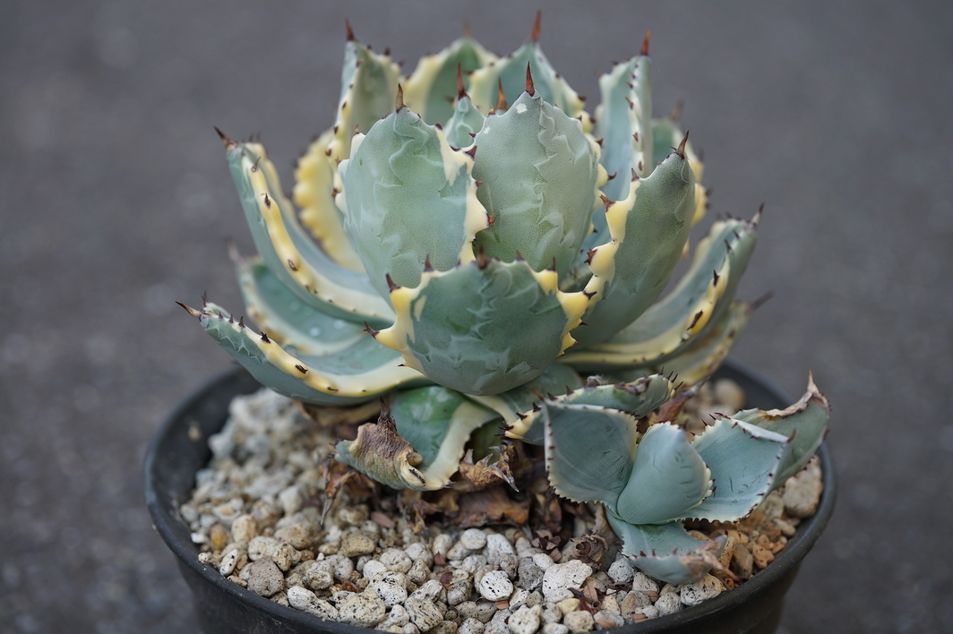 【コレクション株】アガベ 王妃甲蟹錦 カブトガニ錦 Agave isthmensis 'Ohi Kabutogani' f.variegata【16cm程度】【子株付き】の画像6