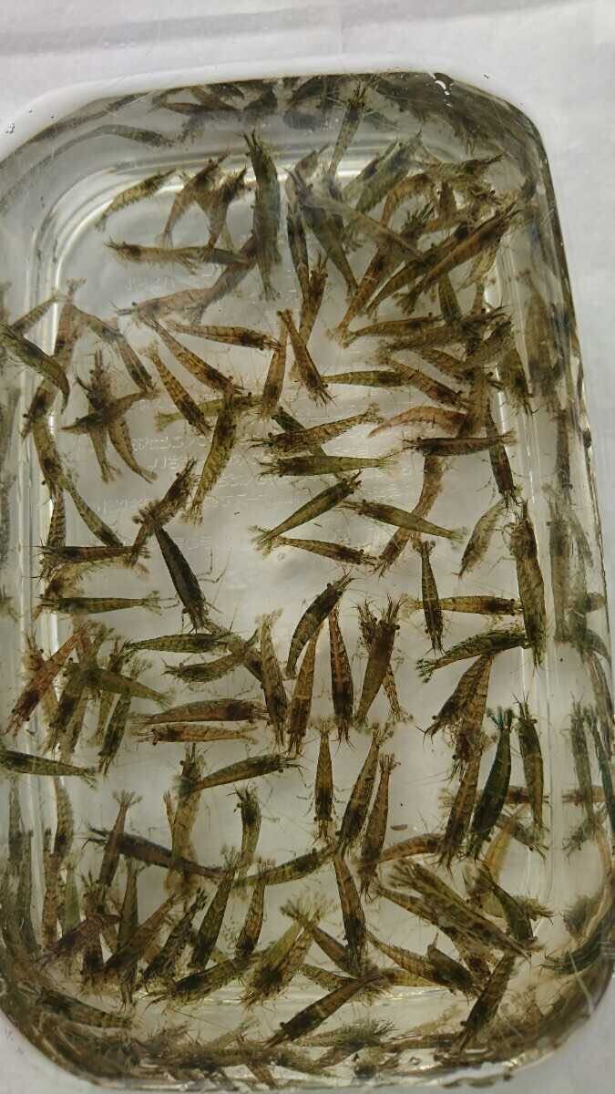 [ Yamato Transport 80 size. cardboard box . shipping ]*mi Nami freshwater prawn 2. rom and rear (before and after) 400 pcs +α