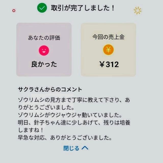 史上最強★絶対の自信あり★密度が違います★簡単培養ゾウリムシ300ml★ペットボトルで爆殖中★