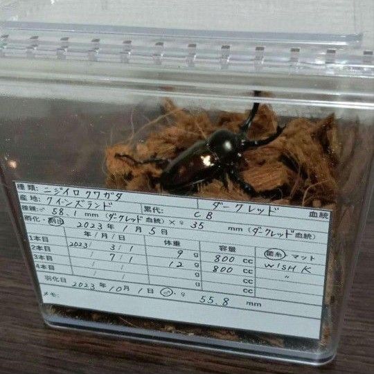 幼虫管理ラベル クワガタ カブトムシ シール カット済 50枚