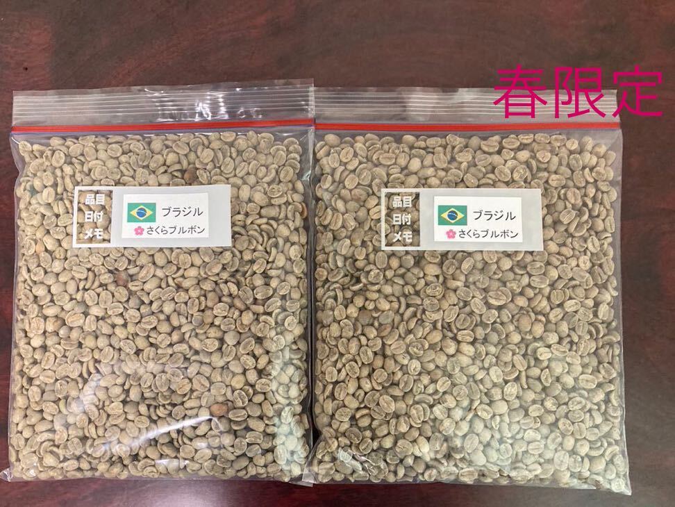 コーヒー生豆　ブラジルさくらブルボン800g