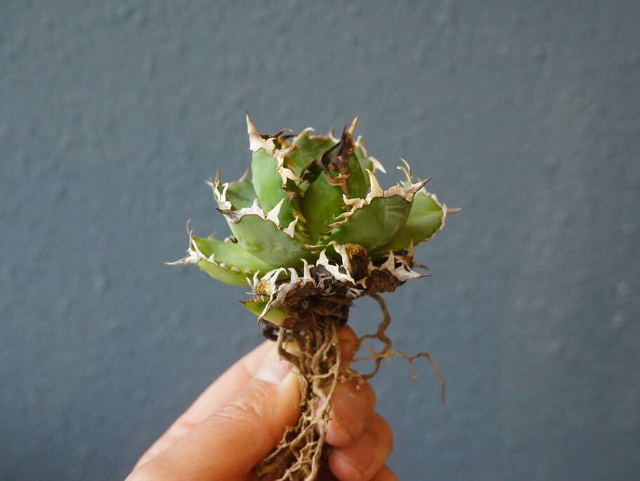 フィリグリー(子株付き)アガベ チタノタ agave titanota 圓葉拇指 の画像2