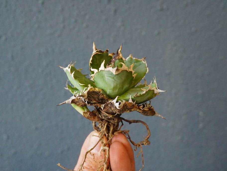 フィリグリー(子株付き)アガベ チタノタ agave titanota 圓葉拇指 の画像1