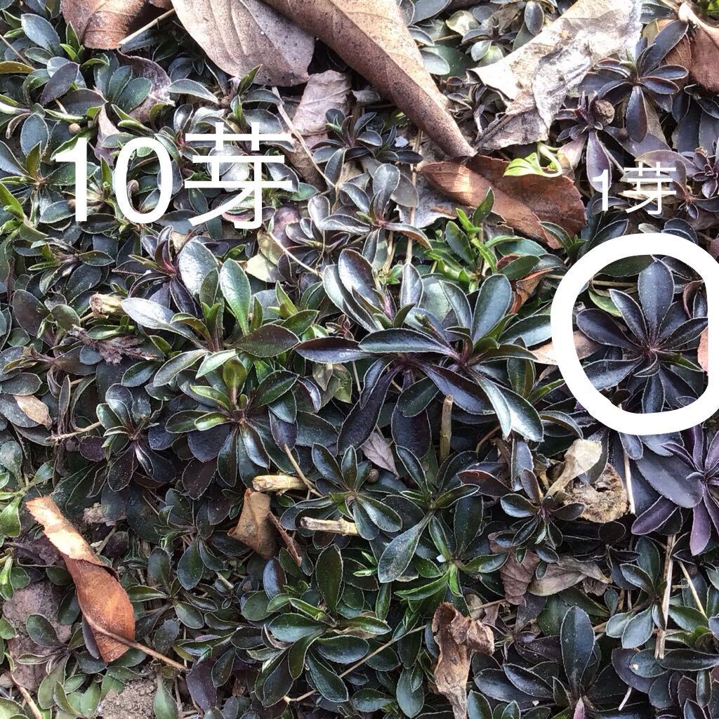 アラビス　花苗　宿根草　10芽_画像2