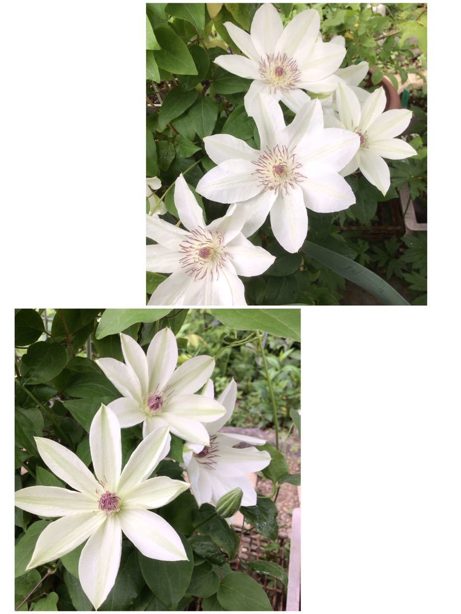 クレマチス　白系　花の種　15粒_画像1