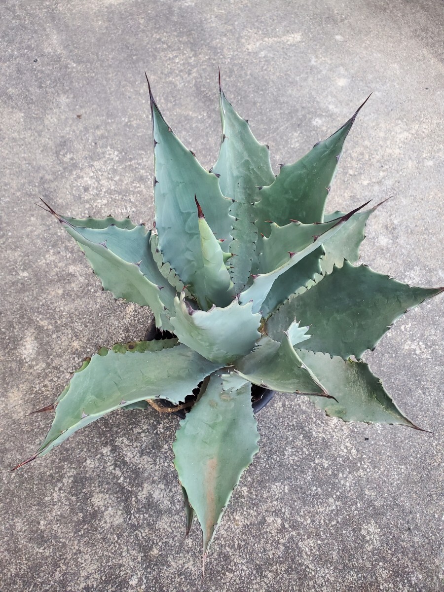 1円スタート! レア美種、アガベ テマカプリネンシス Agave temacapulinensis_画像4