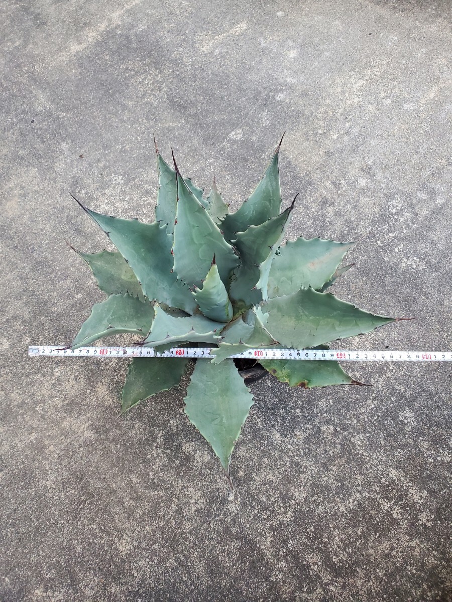 1円スタート! レア美種、アガベ テマカプリネンシス Agave temacapulinensis_画像6