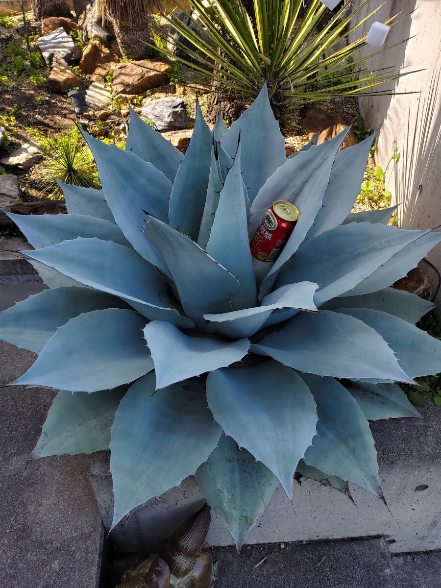 レア超美大株 アガベ オバティフォリア 'フロスティ ブルー' Agave ovetifolia 'Frosty Blue'の画像4