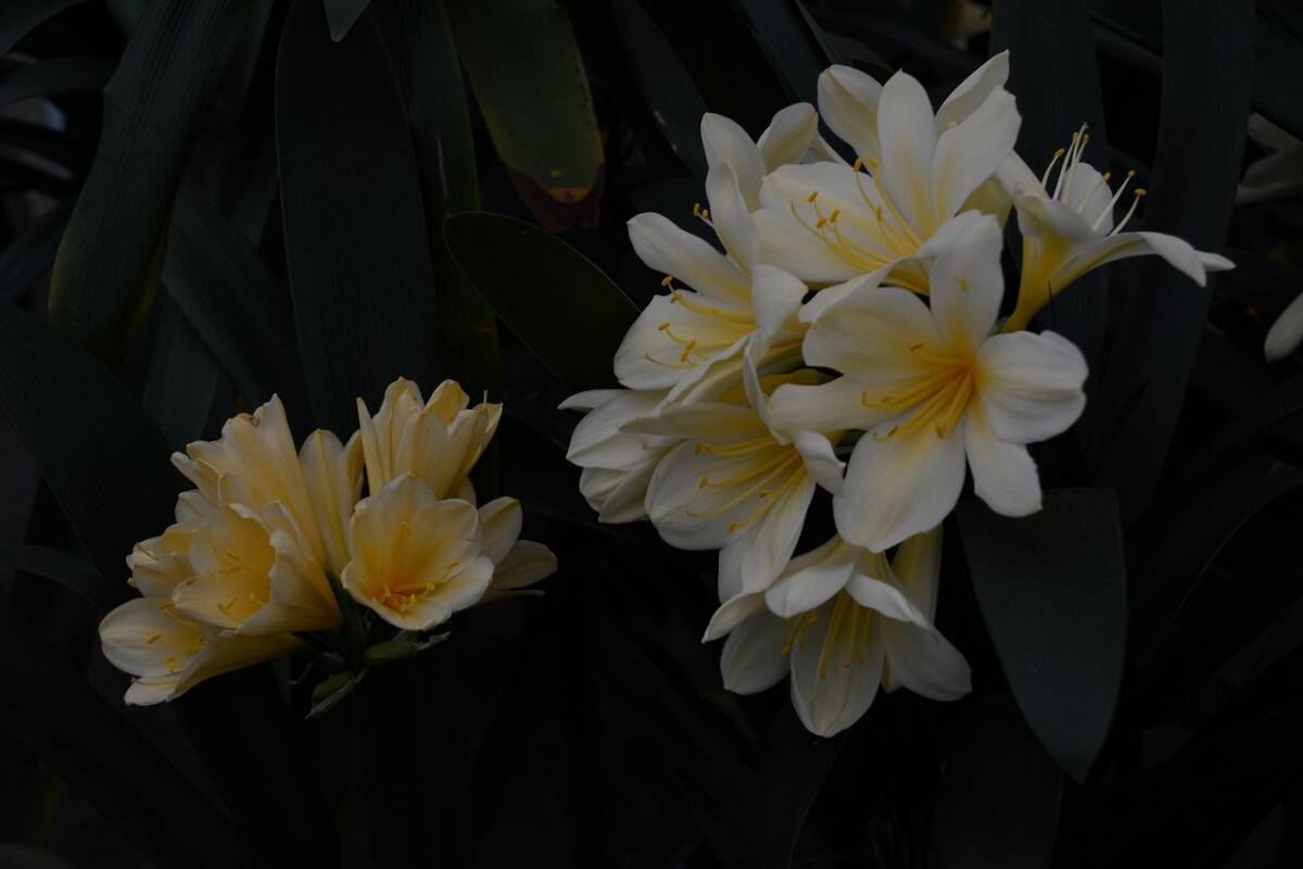 H★クンシラン　君子蘭　巨大丸弁白黄花種子　ビーナス　種子3個　おすすめ_画像3