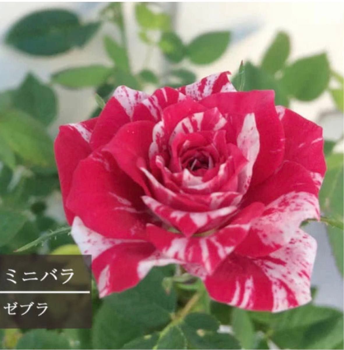 バラ苗　四季咲きミニバラ　1株