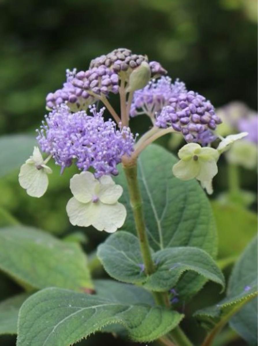 紫陽花苗　タマ紫陽花　緑花　1株