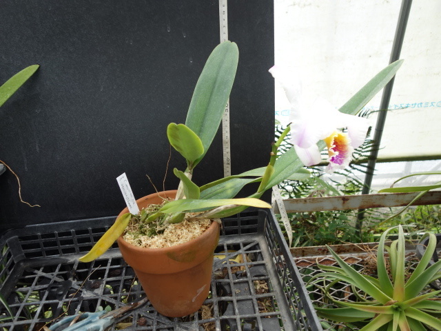洋蘭原種カトレアC mossiae semialba flamea(5.0)初花の画像2