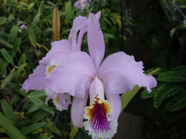 洋蘭原種カトレアC mossiae (venosa?striata?)淡色系網目模様(3.5)の画像1