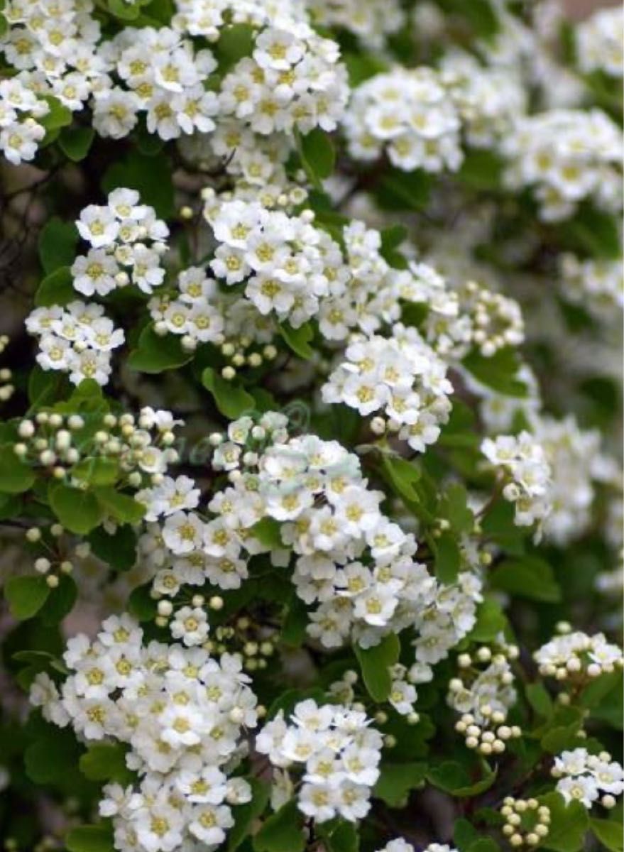 ミツデイワガサ苗　山野草