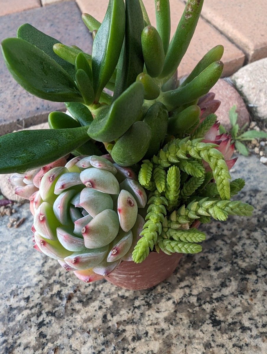 多肉植物　寄せ植えセット