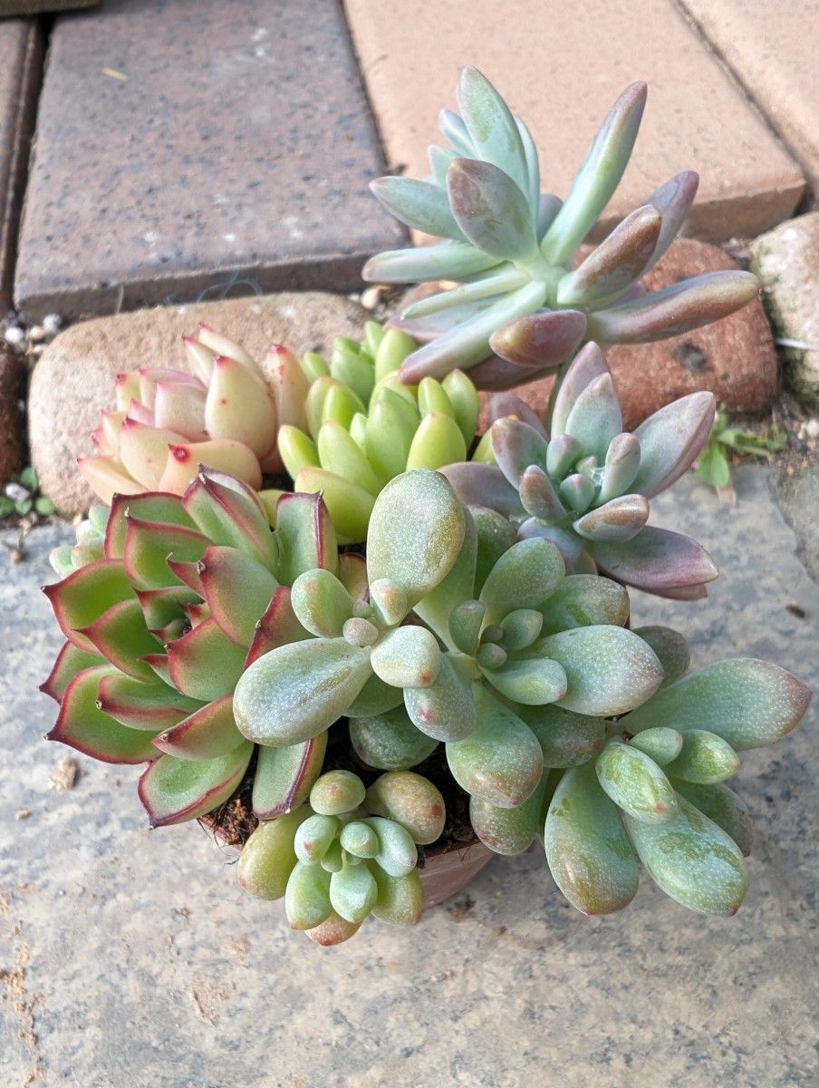 多肉植物　寄せ植えセットB.