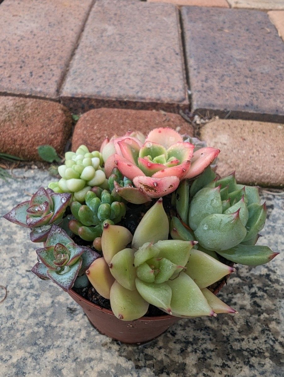 多肉植物　ピンクシャンペーン入り寄せ植えセット