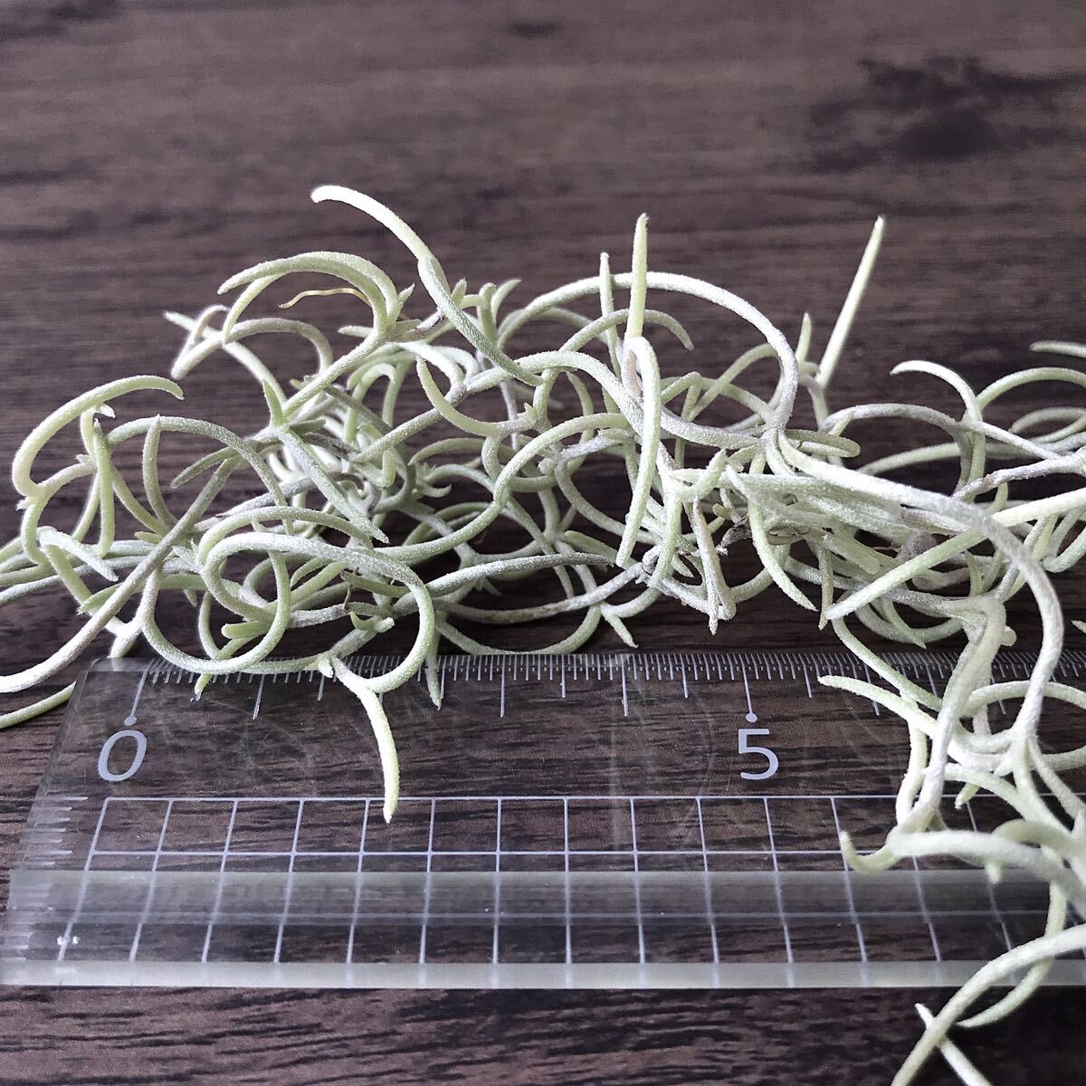 Tillandsia usneoides ‘Curly’ チランジア ティランジア ウスネオイデス カーリー Dotterer Pflanzen産 【画像2枚目ご確認ください】の画像4