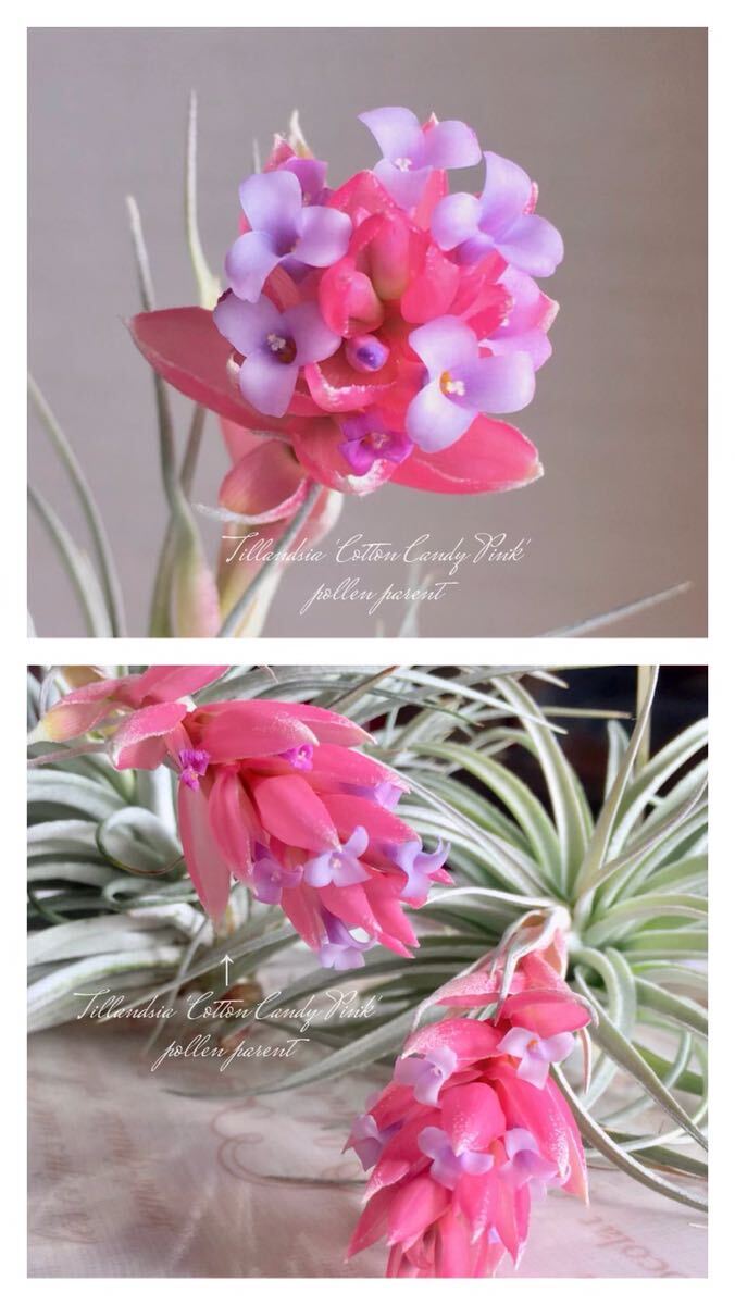 ③ real raw [Original Hybrid] Tillandsia bergeri × Tillandsia \'Cotton Candy Pink\' 2 stock set (A2 *B2)chi Ran ji Attila njia