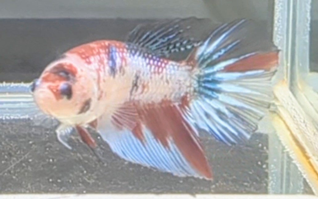 [... Chan FARM]( betta *Betta)C-11 candy - Galaxy *chitose pop HM ( female *)