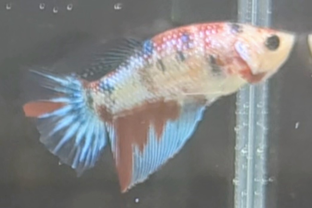 [... Chan FARM]( betta *Betta)C-11 candy - Galaxy *chitose pop HM ( female *)