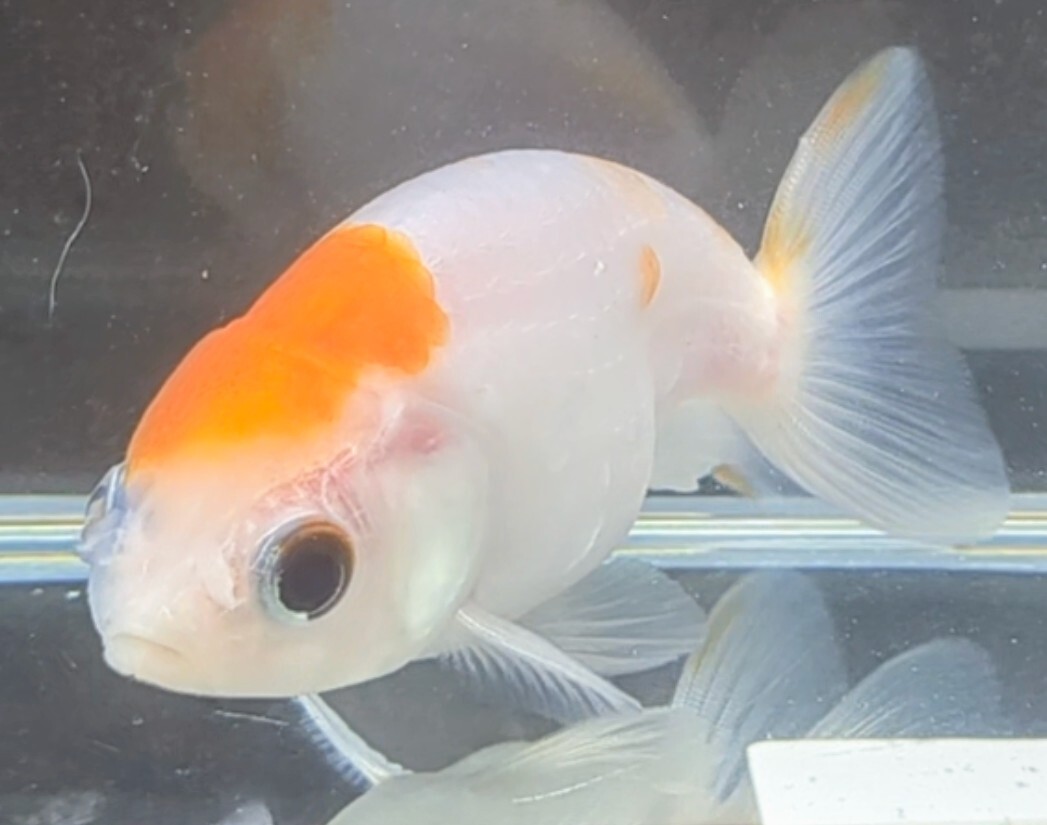 [... Chan FARM]( lunch .u*Ranchu) goldfish * aquarium fish 