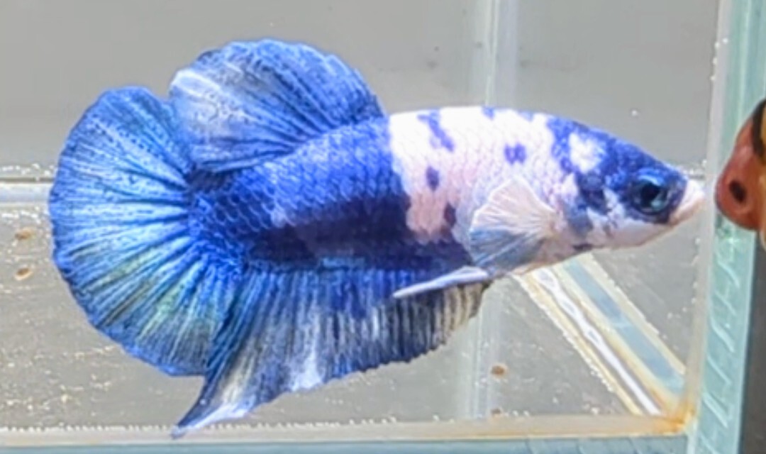 【ほっぺちゃんFARM】〈ベタ・Betta〉D-6 ブルーマーブル・ポルカドットPK (オス♂)_画像5