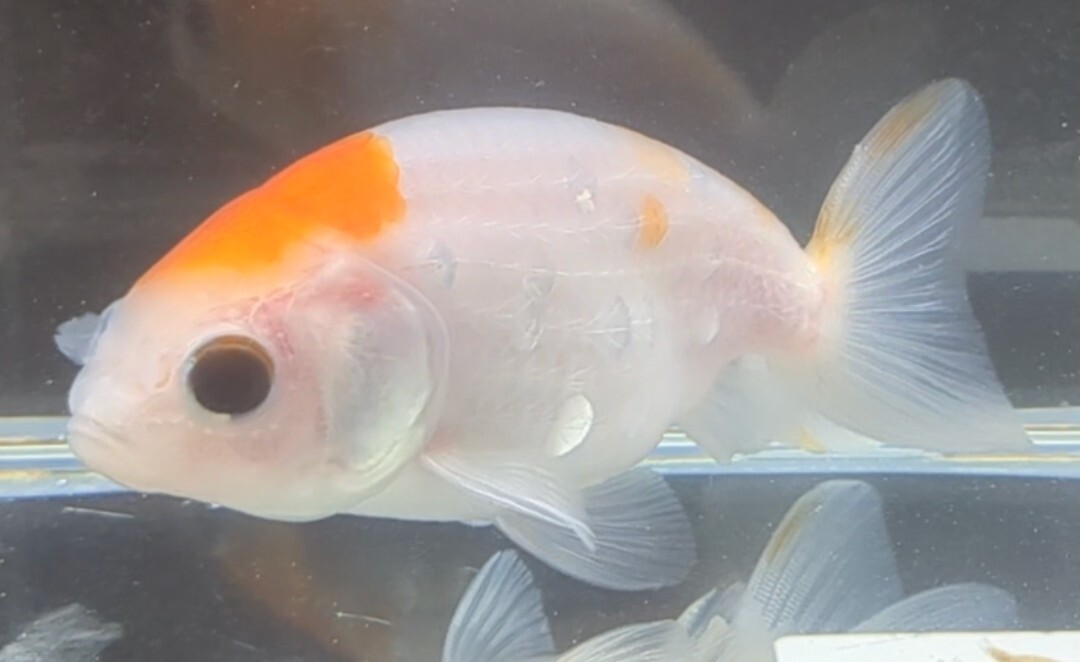 [... Chan FARM]( lunch .u*Ranchu) goldfish * aquarium fish 