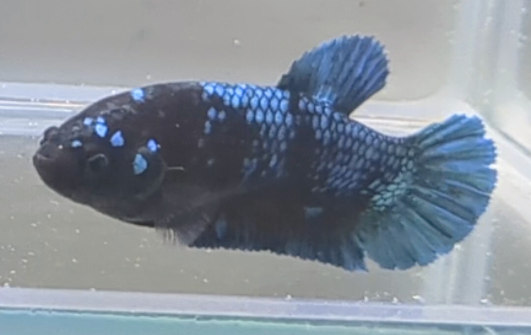 【ほっぺちゃんFARM】〈ベタ・Betta〉H-15 ブラックブルー・アバター・スーパーグリッターPK (メス♀)の画像4