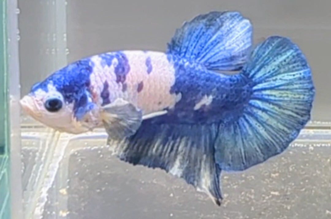 【ほっぺちゃんFARM】〈ベタ・Betta〉D-6 ブルーマーブル・ポルカドットPK (オス♂)_画像4