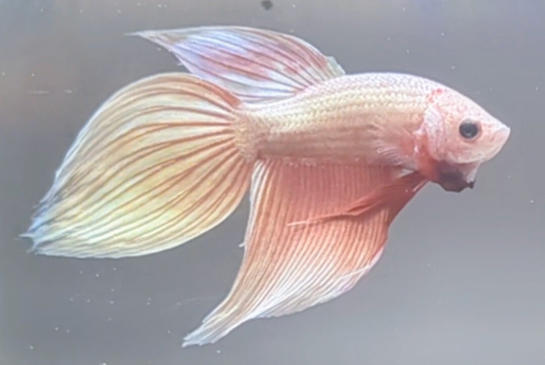 【ほっぺちゃんFARM】〈ベタ・Betta〉K-6 セレーサ・さくらピンク・シャンパンピンクゴールドVT (オス♂)_画像6