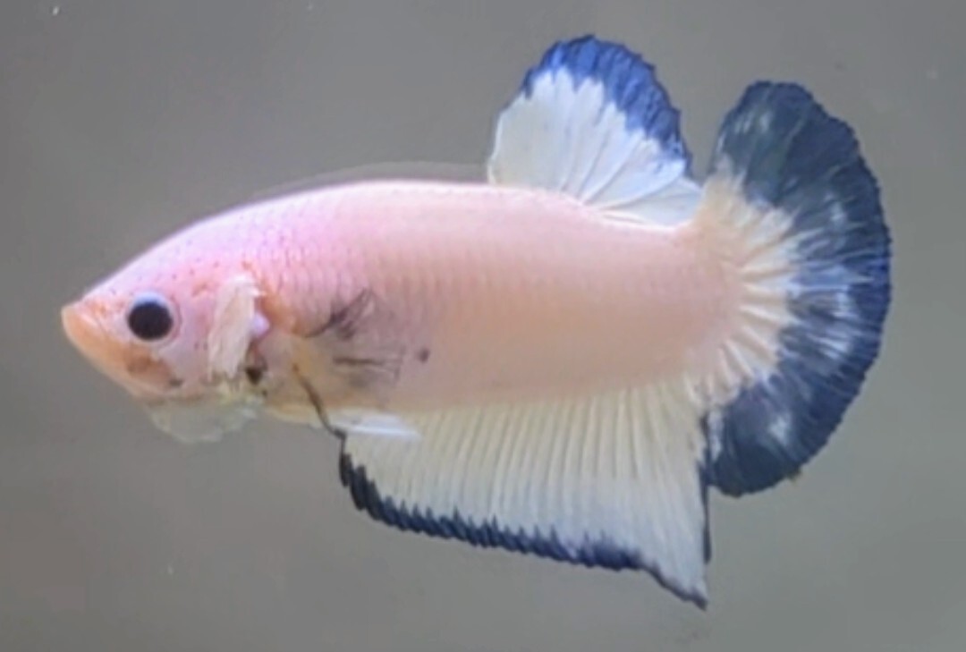 [... Chan FARM]( betta *Betta)I-11 pastel * blue rim PK ( male *)