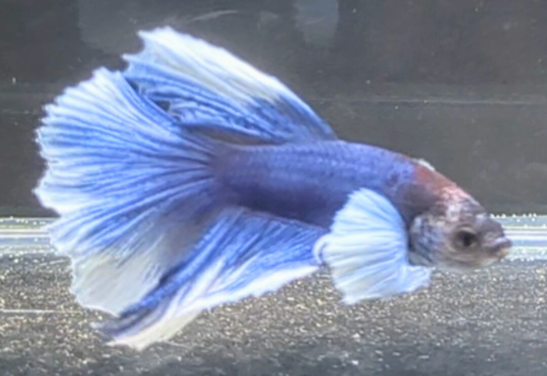 [... Chan FARM]( betta *Betta)G-8 royal blue *.. fancy * super Dumbo HM ( male *)