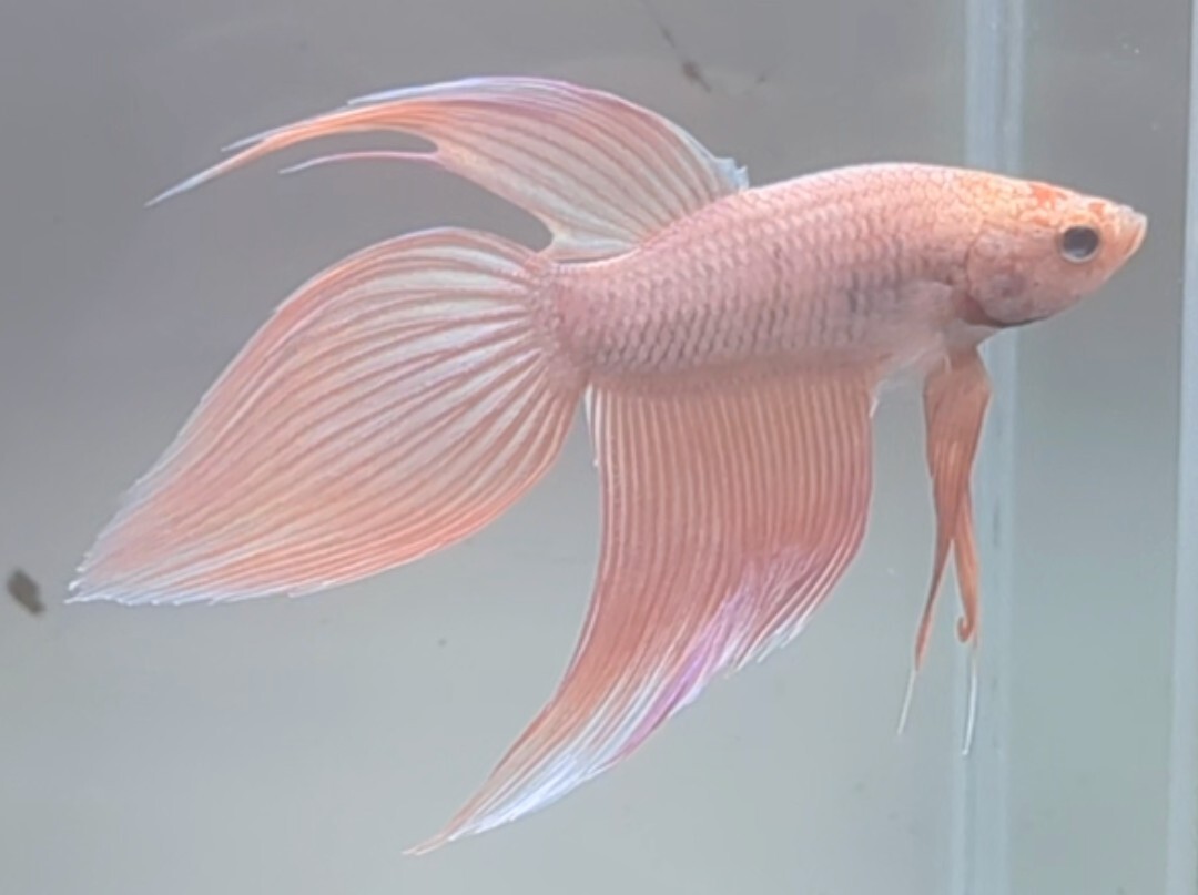 【ほっぺちゃんFARM】〈ベタ・Betta〉K-5 セレーサ・さくらピンク・ブロッサムグリッセルVT (オス♂)_画像3