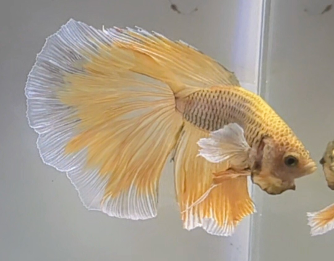 [... Chan FARM]( betta *Betta)G-7 pineapple yellow * butterfly * super Dumbo HM ( male *)