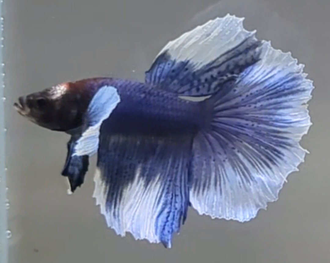 [... Chan FARM]( betta *Betta)G-8 royal blue *.. fancy * super Dumbo HM ( male *)