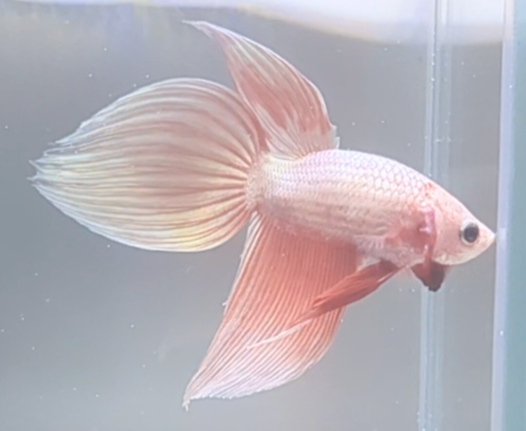 【ほっぺちゃんFARM】〈ベタ・Betta〉K-6 セレーサ・さくらピンク・シャンパンピンクゴールドVT (オス♂)_画像5