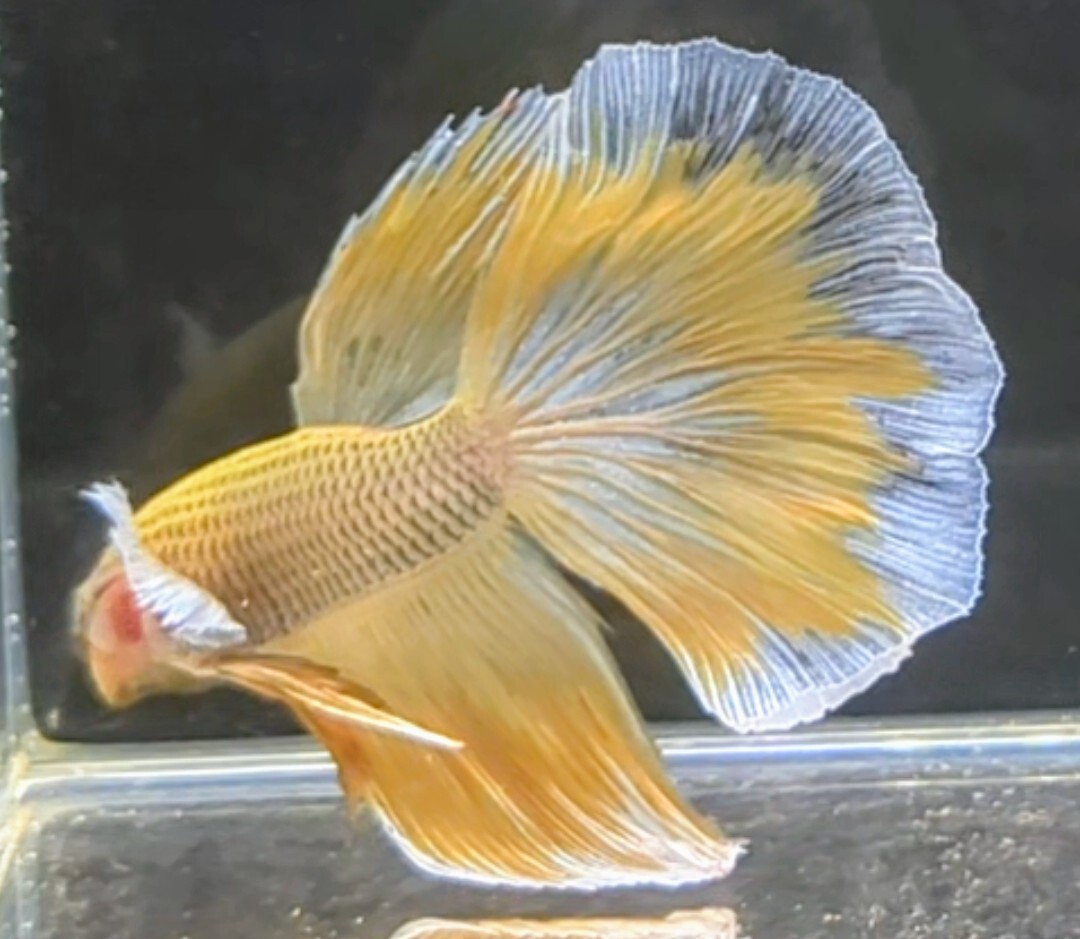 [... Chan FARM]( betta *Betta)G-7 pineapple yellow * butterfly * super Dumbo HM ( male *)