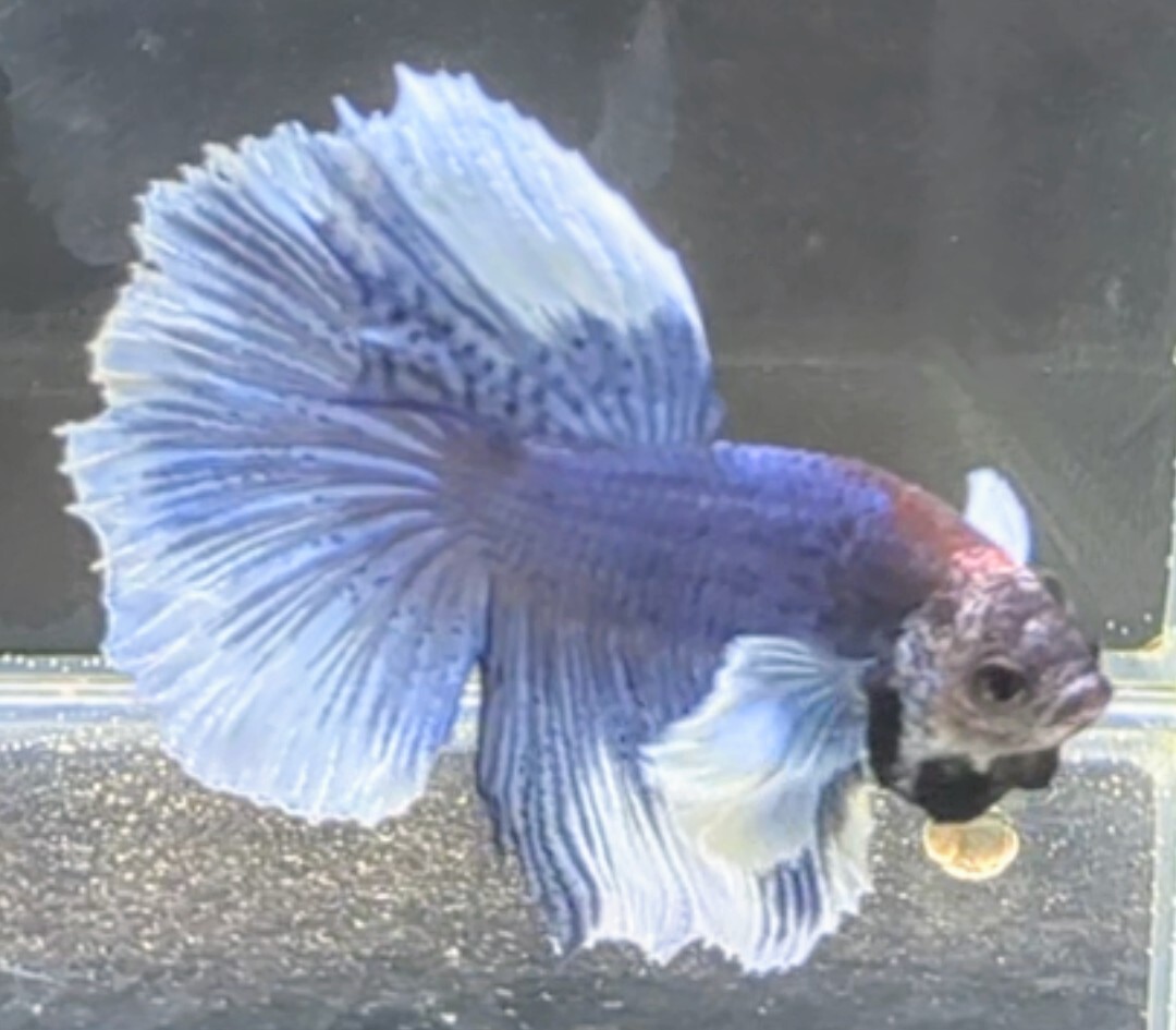 [... Chan FARM]( betta *Betta)G-8 royal blue *.. fancy * super Dumbo HM ( male *)