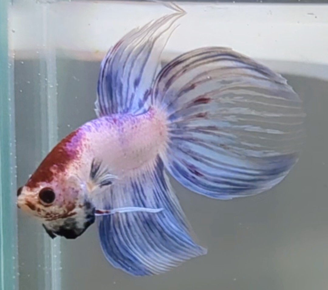 【ほっぺちゃんFARM】〈ベタ・Betta〉Ｉ-2 パステルホワイト・ブルーファンシー・丹頂VT (オス♂)_画像6