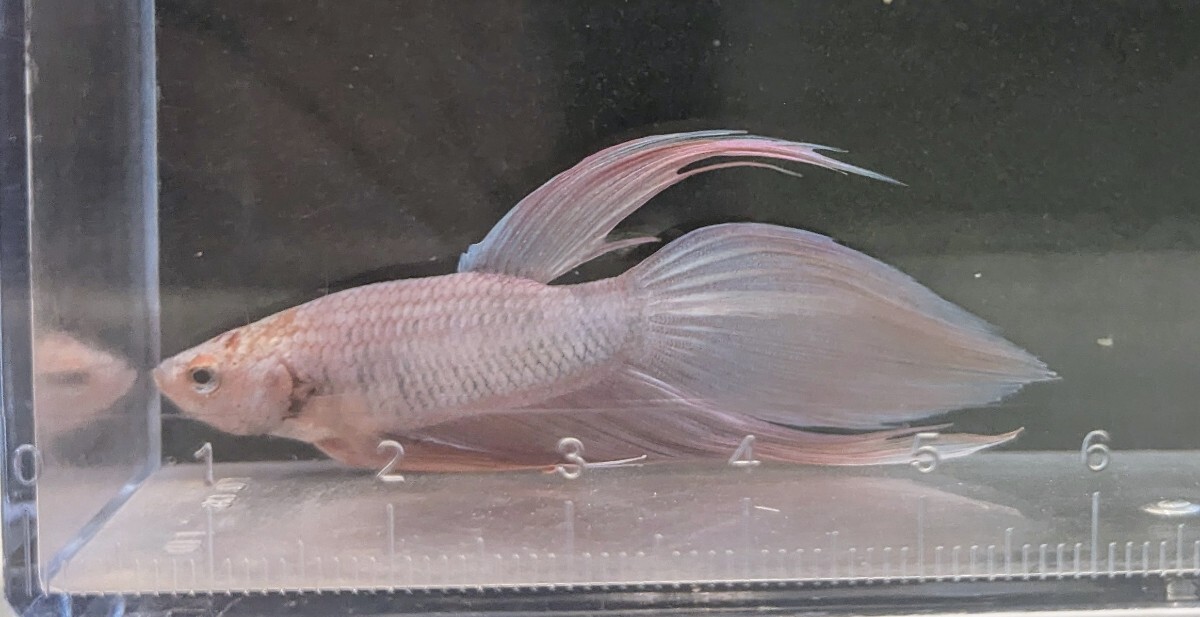 【ほっぺちゃんFARM】〈ベタ・Betta〉K-5 セレーサ・さくらピンク・ブロッサムグリッセルVT (オス♂)_画像8