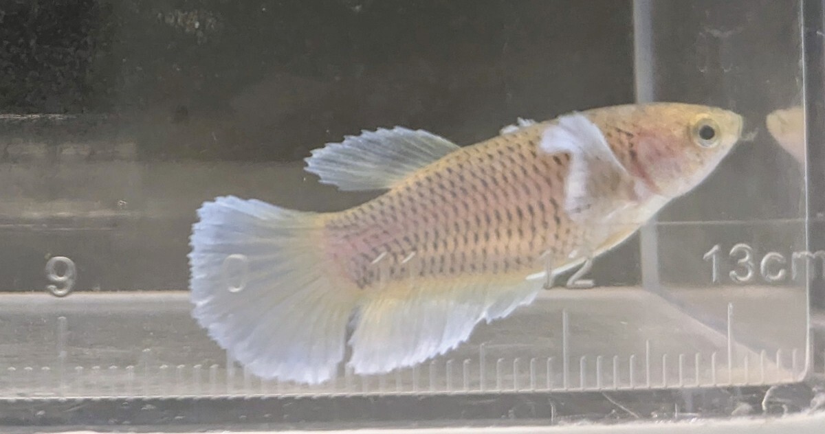 【ほっぺちゃんFARM】〈ベタ・Betta〉K-10 パイナップルイエロー・バタフライ・スーパーダンボHM (メス♀)☆きまぐれSALE☆_画像8