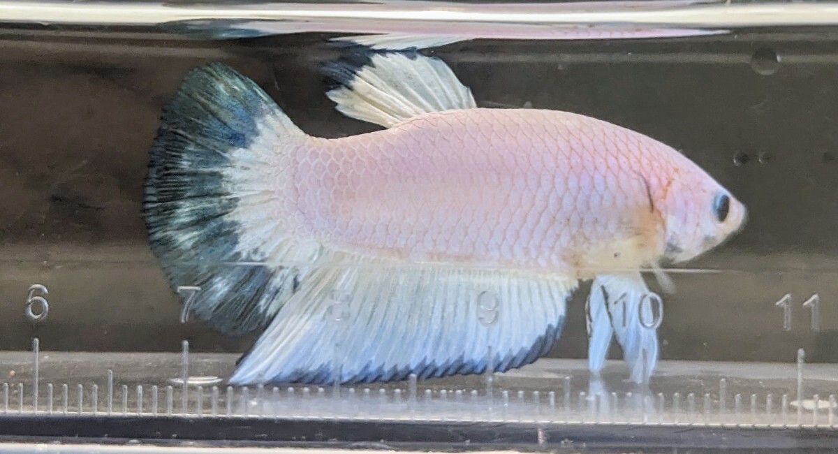 [... Chan FARM]( betta *Betta)I-11 pastel * blue rim PK ( male *)